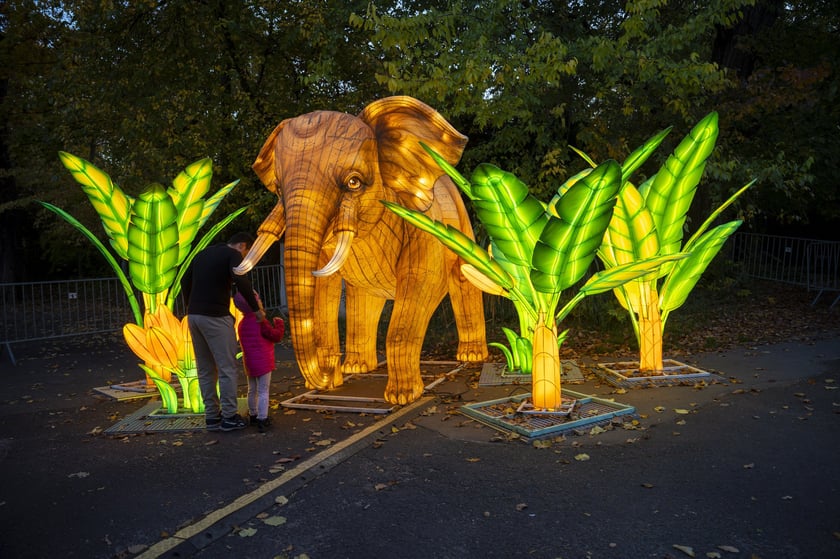 Wystawa Garden of Lights: Dzika Azja we wrocławskim zoo, październik 2024
